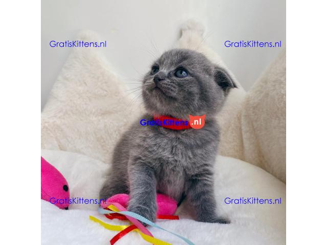 4 prachtige Scottish Fold kittens klaar voor herplaatsing.