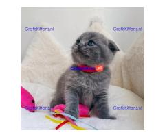 4 prachtige Scottish Fold kittens klaar voor herplaatsing.