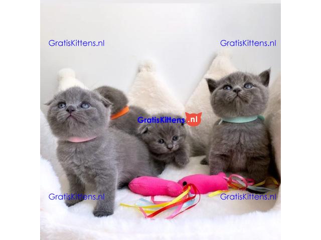 4 prachtige Scottish Fold kittens klaar voor herplaatsing.