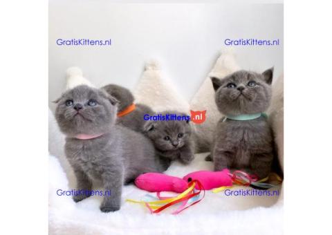 4 prachtige Scottish Fold kittens klaar voor herplaatsing.