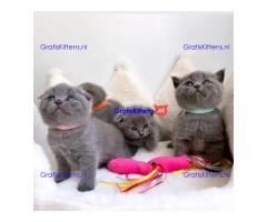 4 prachtige Scottish Fold kittens klaar voor herplaatsing.