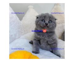 4 prachtige Scottish Fold kittens klaar voor herplaatsing.