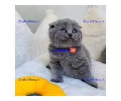 4 prachtige Scottish Fold kittens klaar voor herplaatsing.
