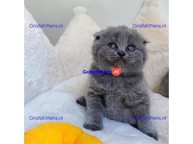 Scottish Fold kittens