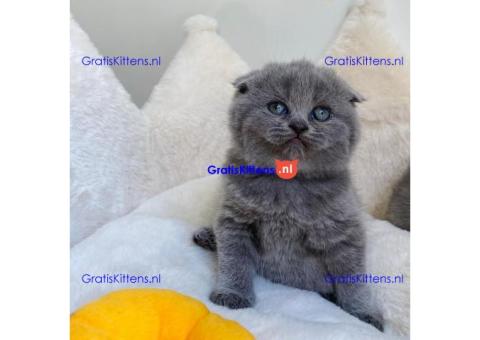 Scottish Fold kittens