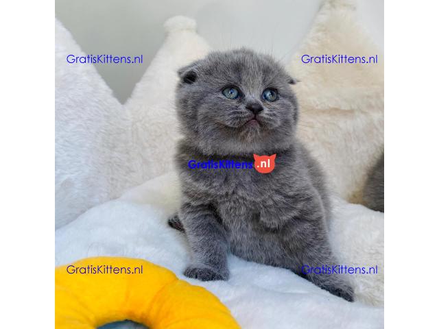 Scottish Fold kittens