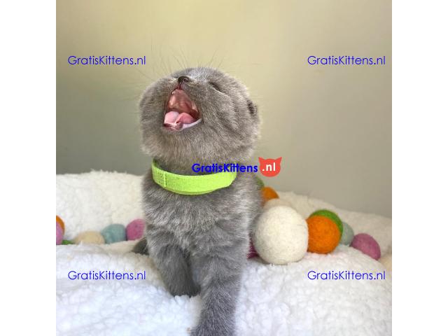 Scottish Fold kittens