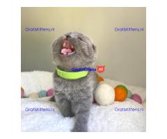Scottish Fold kittens