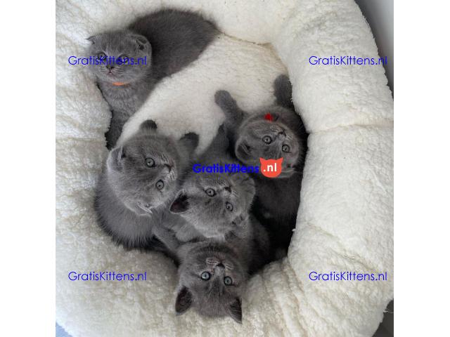 Scottish Fold kittens