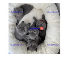 Scottish Fold kittens