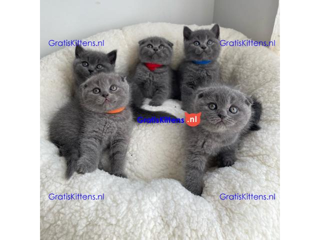 Scottish Fold kittens