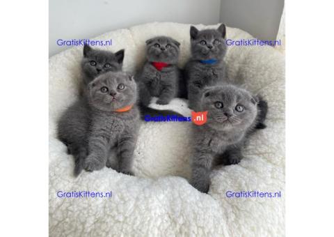 Scottish Fold kittens