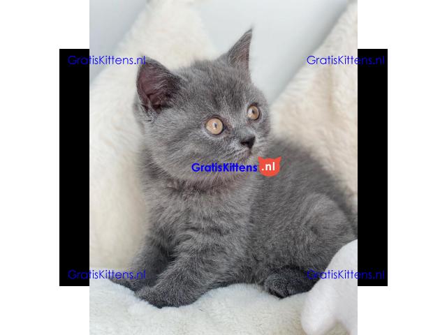 Scottish Fold kittens
