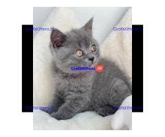 Scottish Fold kittens