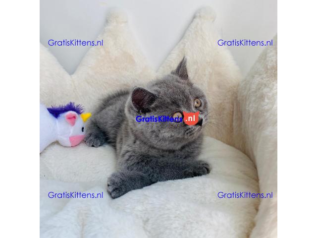 Scottish Fold kittens