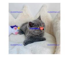 Scottish Fold kittens