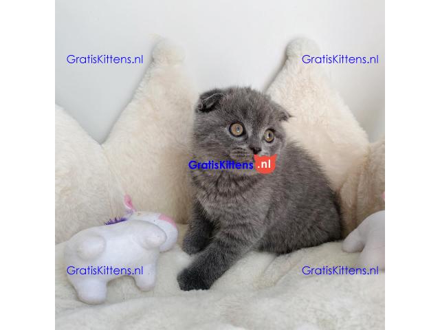 Scottish Fold kittens