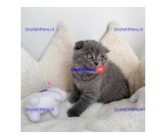 Scottish Fold kittens