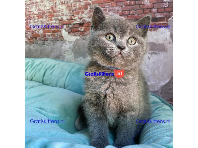 Scottish Fold kittens