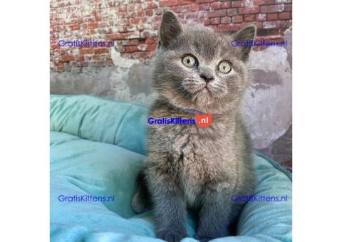 Scottish Fold kittens