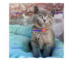 Scottish Fold kittens