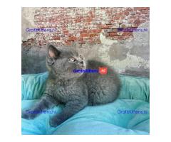Scottish Fold kittens