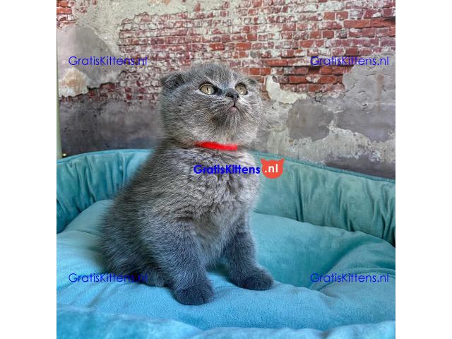 Scottish Fold kittens