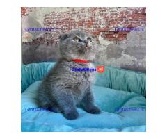 Scottish Fold kittens