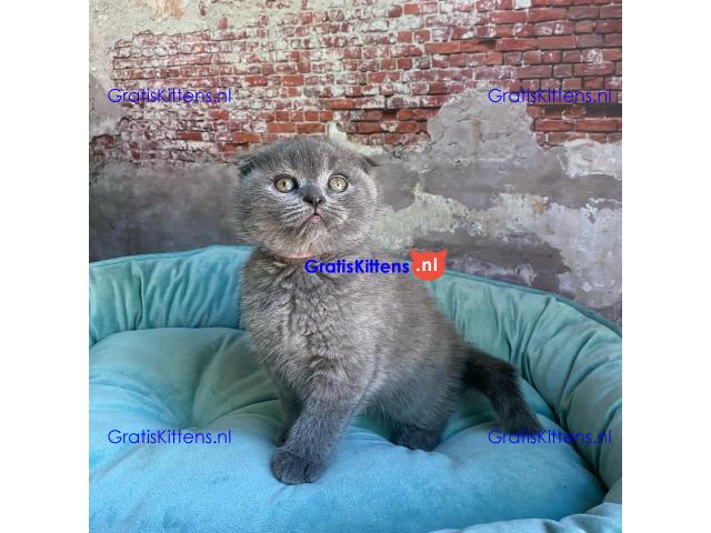 Scottish Fold kittens