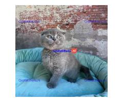 Scottish Fold kittens