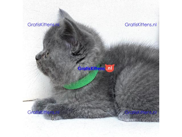 Scottish Fold kittens