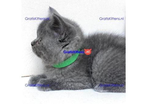 Scottish Fold kittens