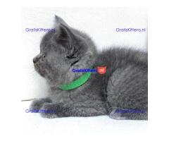 Scottish Fold kittens