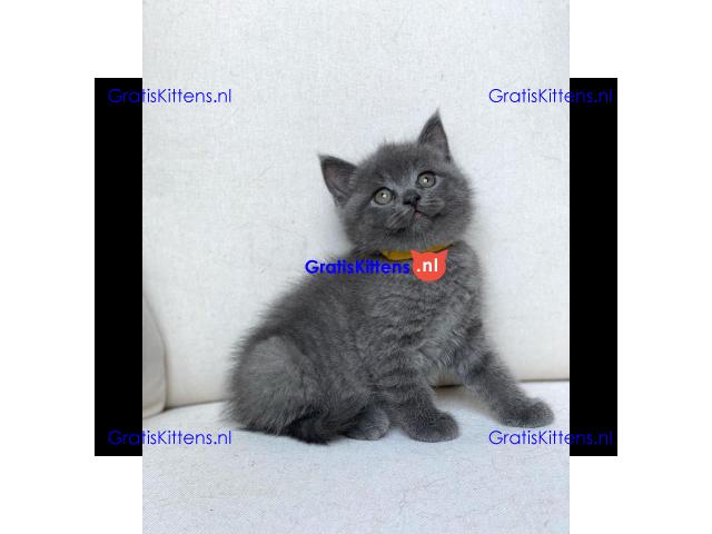 Scottish Fold kittens