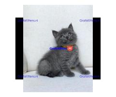 Scottish Fold kittens