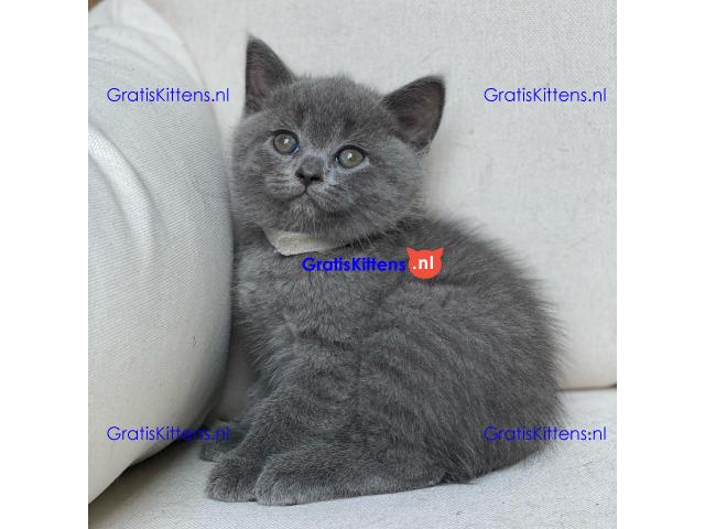 Scottish Fold kittens