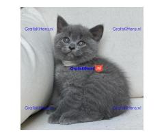 Scottish Fold kittens