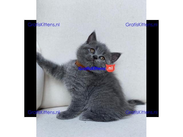 Scottish Fold kittens
