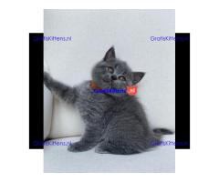 Scottish Fold kittens