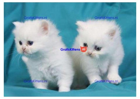Gezonde Perzische kittens ter adoptie