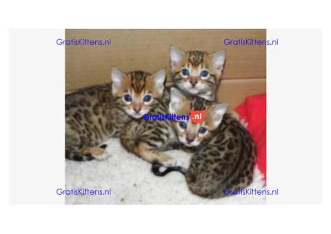 Vriendelijke Bengaalse kittens ter adoptie.