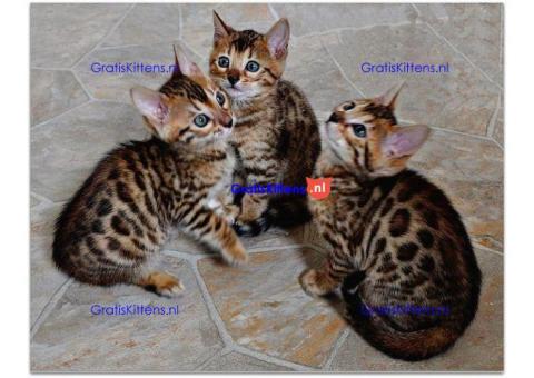 Intelligente Bengaalse kittens ter adoptie.