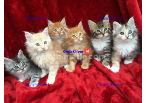 Lieve Maine Coon kittens ter adoptie