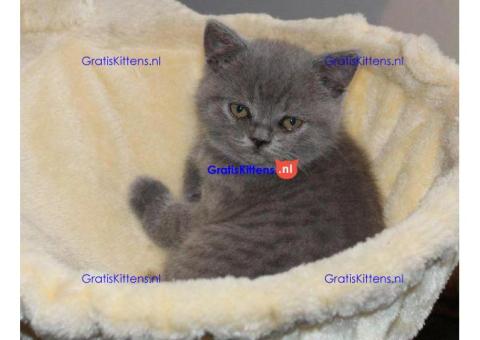 Britse Korthaar/Scottish Fold Blauw en Lilac kitten €150 Whatsapp-nummer: +32 460224753
