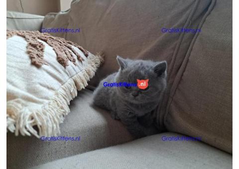 Brits korthaar katten zoeken een nieuw thuis