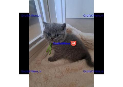 Brits korthaar katten zoeken een nieuw thuis
