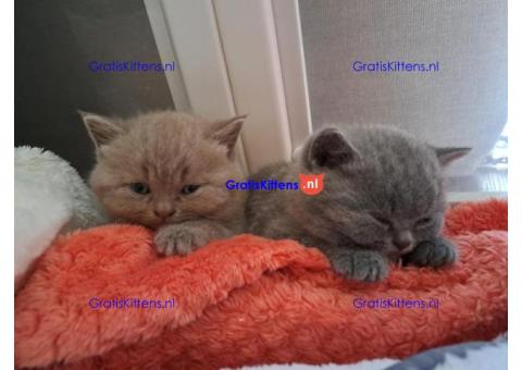Brits korthaar katten zoeken een nieuw thuis