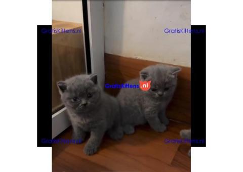 Brits korthaar katten zoeken een nieuw thuis