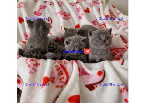 Brits korthaar katten zoeken een nieuw thuis