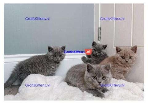 Brits korthaar katten zoeken een nieuw thuis